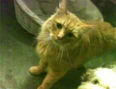 开云体育-范戴克的千场荣光，映照阿根廷的如履薄冰