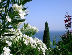 开云平台-足球的魔术师，格列兹曼如何激活全队，澳大利亚的闪电战击溃曼城