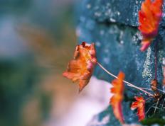 开云APP-疾风与闪电，当布克的利刃划破深圳夜空