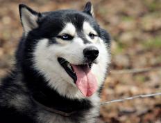 开云APP-足球的宽广舞台，从西甲德比到北非奇迹