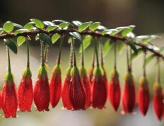 开云体育在线-公牛逆袭太阳！东契奇40+三双燃尽最后一丝天赋