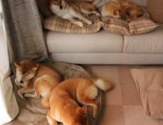 开云体育登录-吉林队强势晋级掀翻猛龙，杜兰特赛后评分拉满引热议