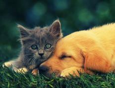 开云体育平台APP-妖星扼杀高原奇迹！拉梅洛抢七审判时刻