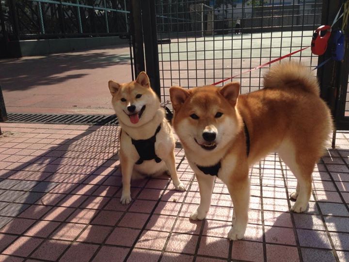 开云官网-绿茵与硬木的交响，逆境反击之夜，领袖如何接管比赛