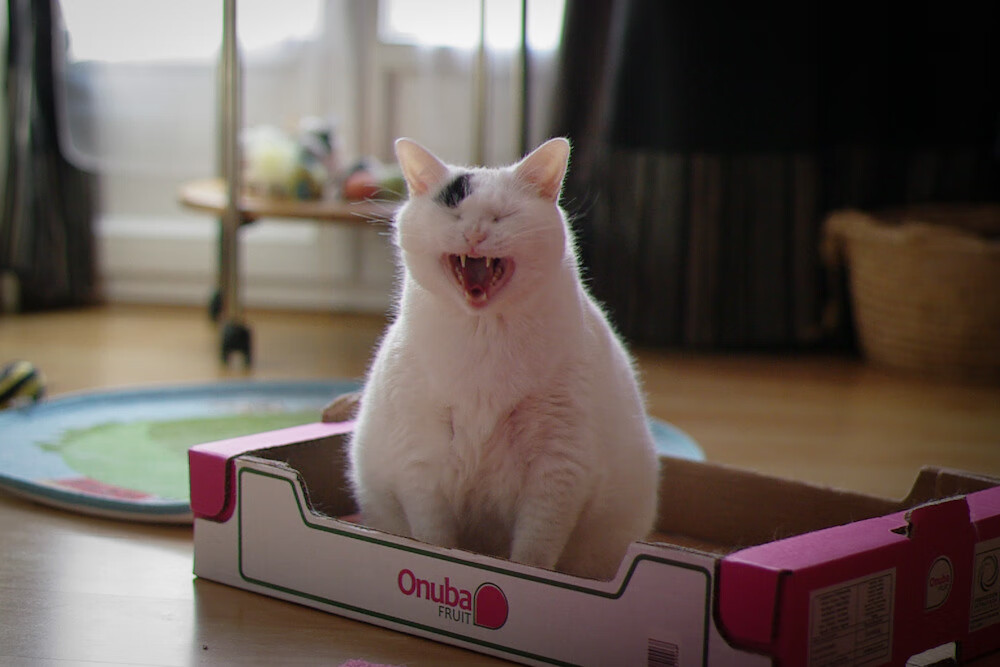 开云体育在线-打破规则的表象，当南非速胜改写抢七剧本