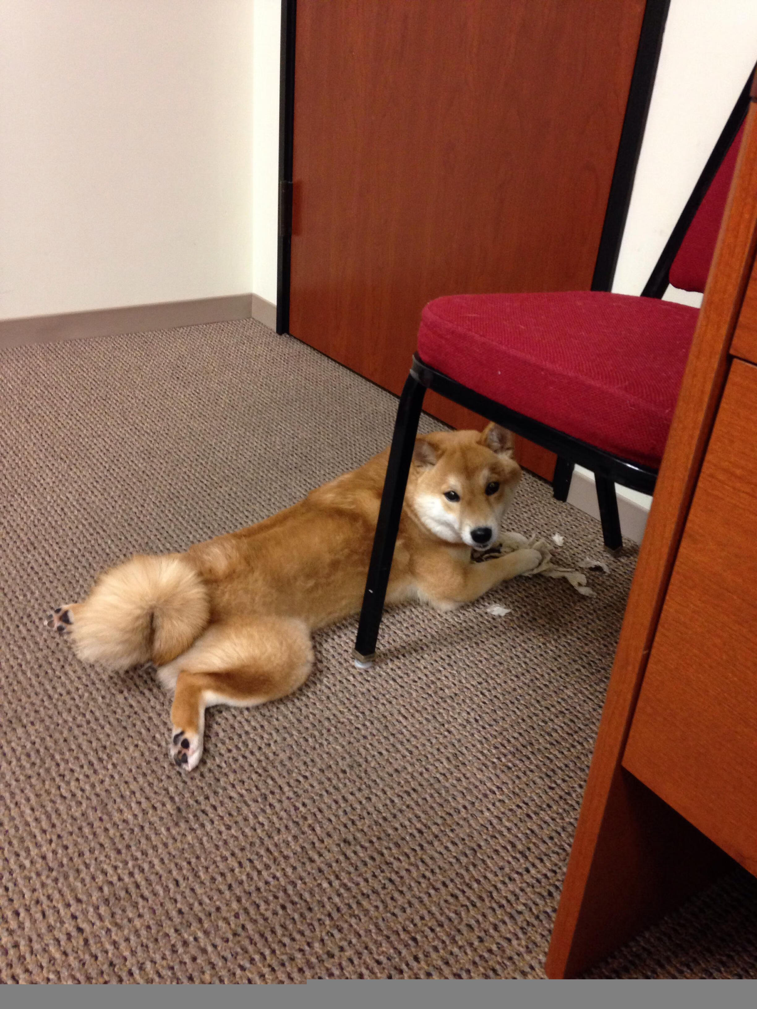 开云体育app-欧文无解单打撕碎防守，广厦立体火力网击沉猛龙