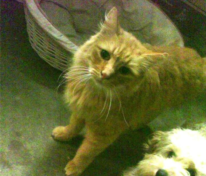 开云平台-剑与矛，从金字塔到禁区的跨越世纪征服