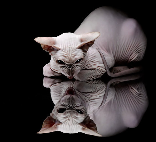 开云体育入口-双线争锋,意甲焦点战激战正酣,独行侠单节爆发轻取魔术