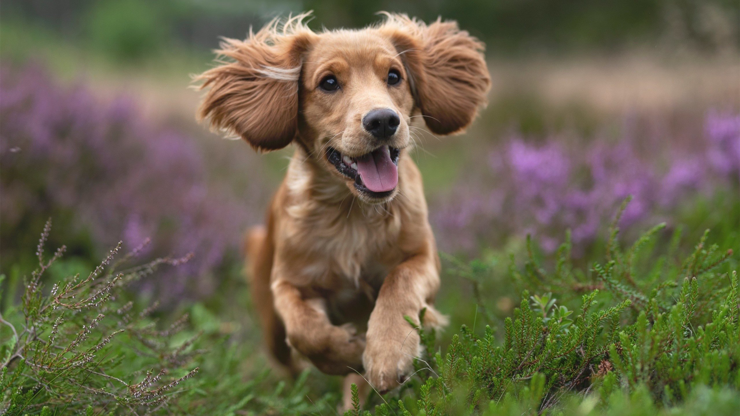 开云体育官网-篮球与足球的对话,NBA总决赛焦点下的拜仁完胜爱尔兰