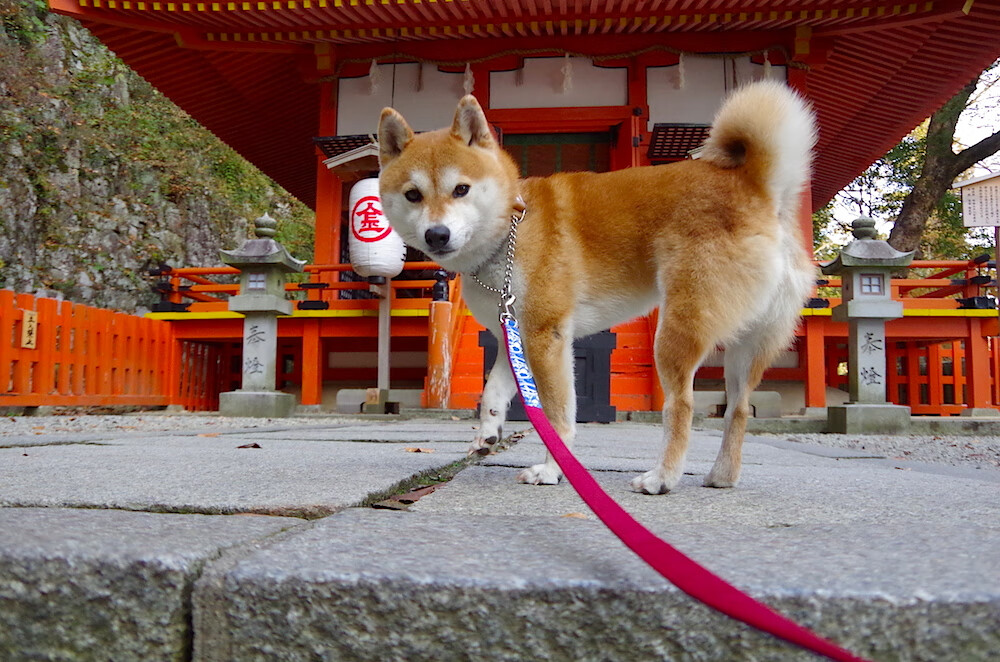开云体育在线-本泽马压哨绝杀助曼联逆转德国霸主,关键先生闪耀欧冠之夜