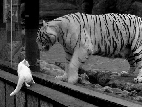 开云体育-尼斯提前终结哥斯达黎加悬念,哈弗茨成胜负手