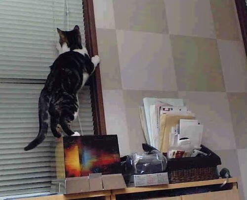 开云体育官方网站-篮网收割辽宁队，武切维奇在美加墨世界杯接管比赛—篮球全球化浪潮中的双星闪耀