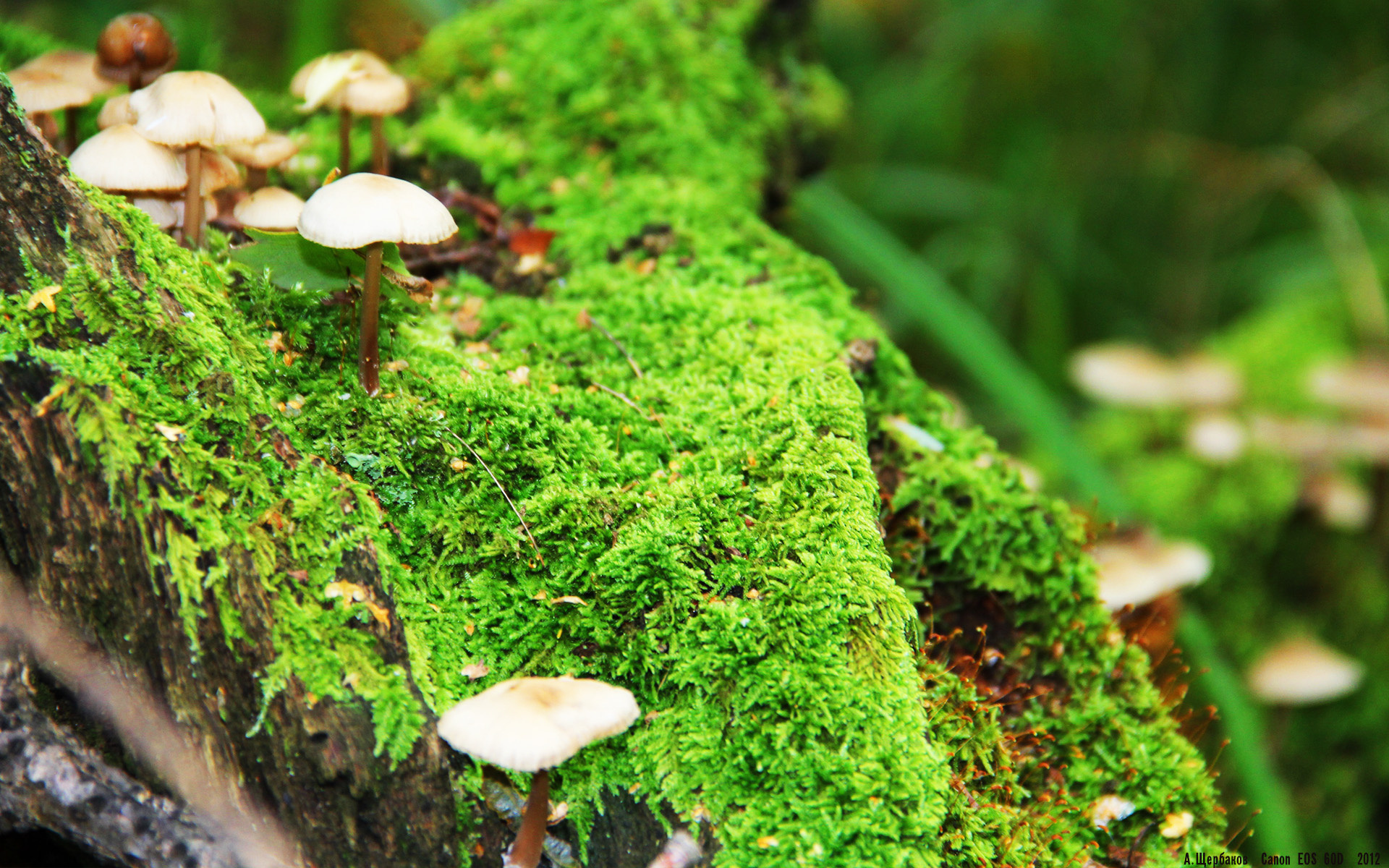 开云体育平台APP-塞内加尔收割中国防线，阿克化身关键先生定乾坤