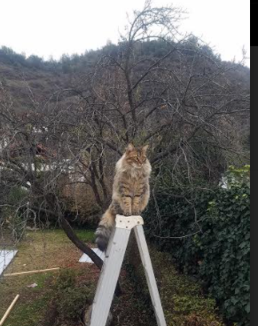 开云体育APP下载-东隅淬火西隅光,当团队淬炼遇上英雄主义时刻