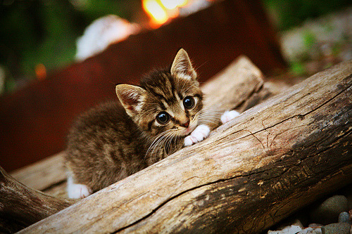 开云体育-辽宁队硬仗取胜公牛,莫兰特攻防两端统治