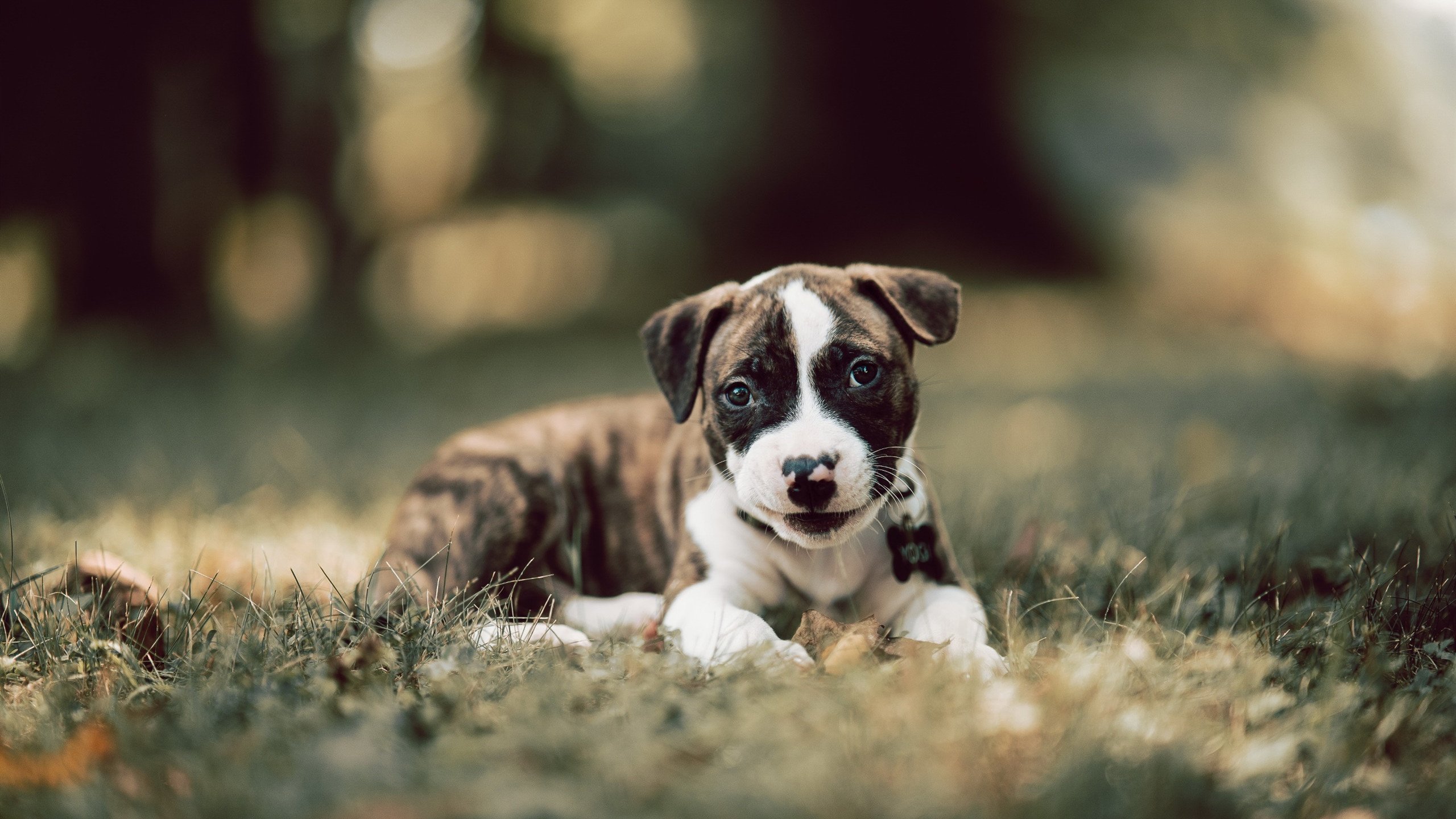 开云体育下载-钢铁洪流湮灭大鲨鱼,火箭队用三节比赛冲垮上海