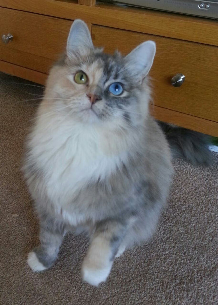 开云体育官网-英超争冠焦点战与鹈鹕的得分压制,体育赛场上的决胜艺术