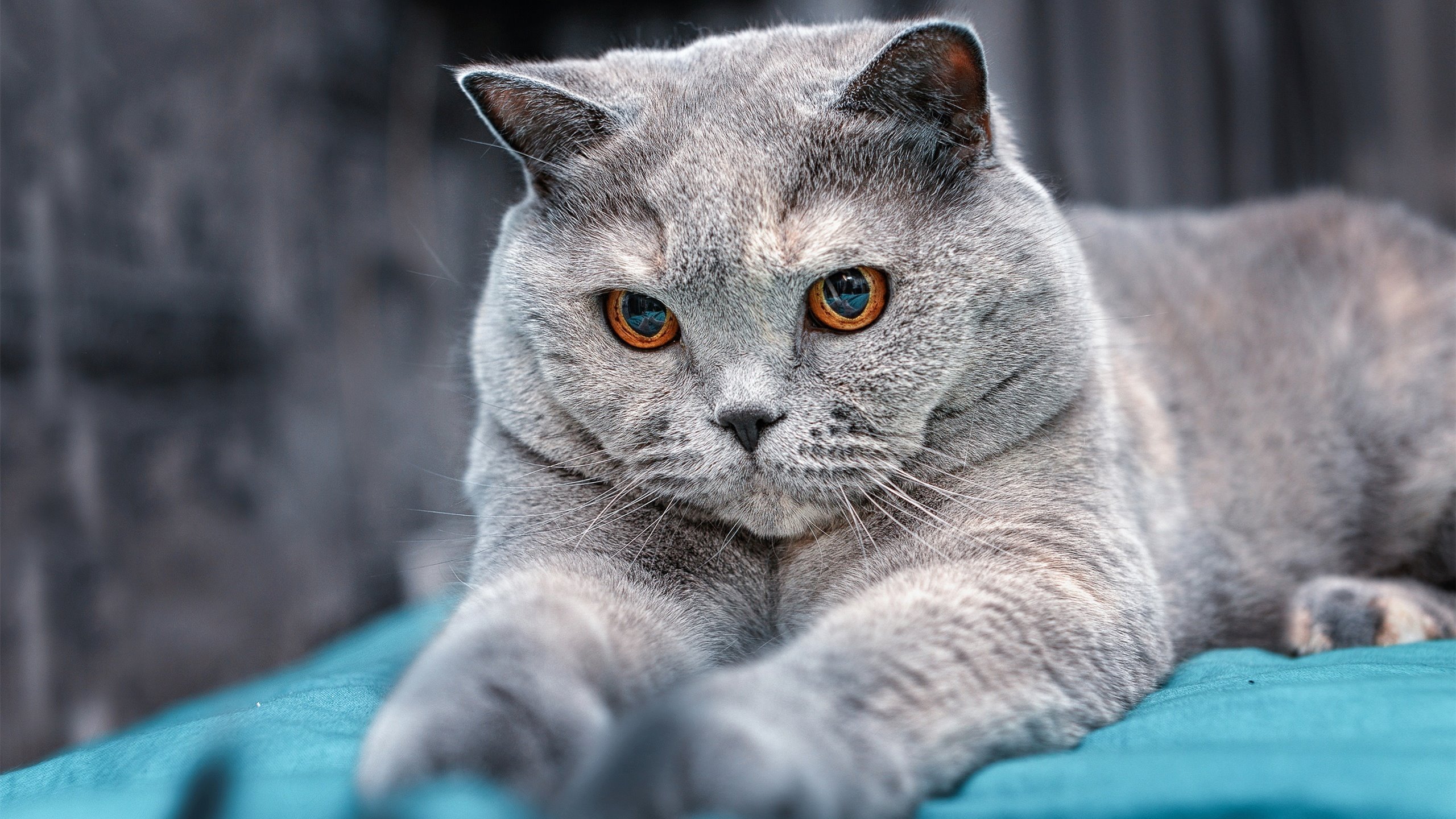 开云体育官网-穿越领域的主宰力,当凯尔特人打穿鹈鹕,保罗在欧冠舞台接管比赛